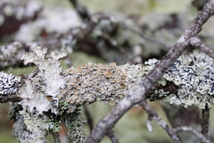 Imshaugia placorodia