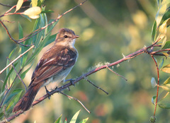 Elaenia sordida