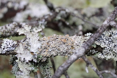 Imshaugia placorodia