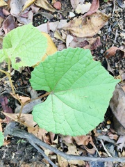 Vitis tiliifolia