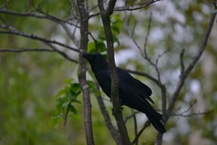 Corvus macrorhynchos