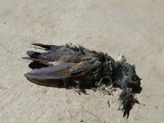 Saucerottia