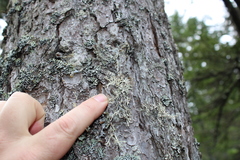 Pseudevernia cladonia