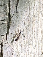 Xoridinae
