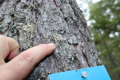 Pseudevernia cladonia