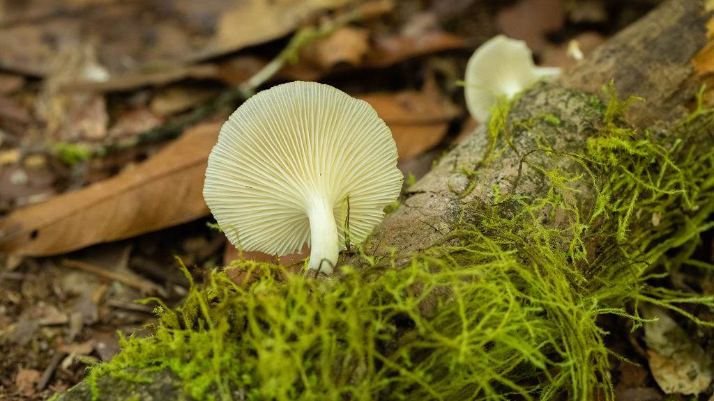 Pleurotus albidus · May 2022 · photo: © deniszabin (iNaturalist, cc-by)