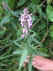 Stachys palustris
