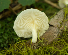Pleurotus albidus