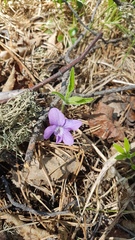 Viola dactyloides