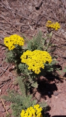 Achillea arabica