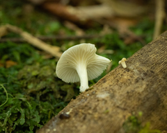 Pleurotus albidus