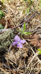 Viola dactyloides