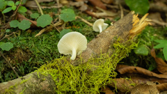 Pleurotus albidus