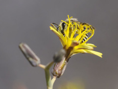 Colletes moricei