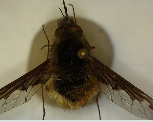 iNaturalist observation photo of Greater Bee Fly