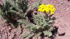 Achillea arabica