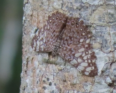 Hamadryas feronia farinulenta