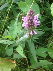 Stachys palustris