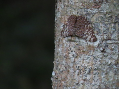 Hamadryas feronia farinulenta