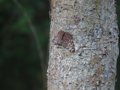 Hamadryas feronia farinulenta