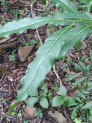 Ocotea puberula