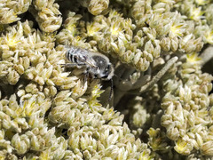 Colletes moricei