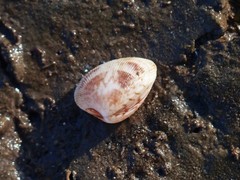 Chioneryx cardioides