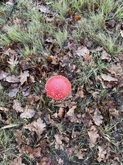 Amanita muscaria muscaria