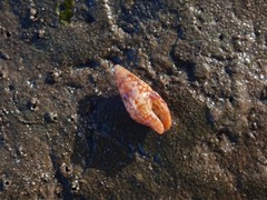 Mitrella lincolnensis