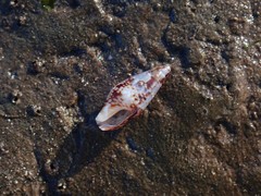 Mitrella lincolnensis