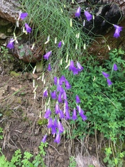 Campanula stenocodon