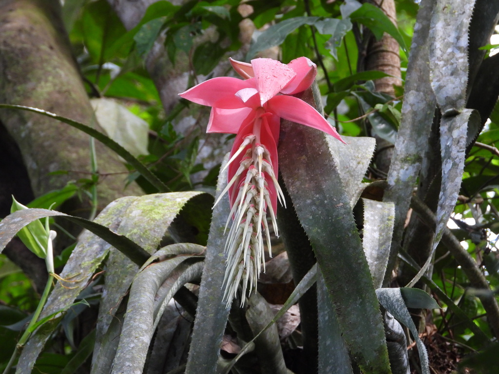 Billbergia stenopetala