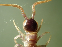 Zygethobius dolichopus