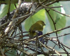 Euphonia violacea