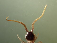 Zygethobius dolichopus