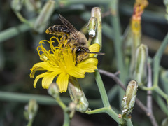 Andrena mediovittata
