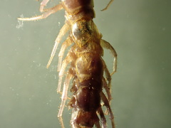Zygethobius dolichopus