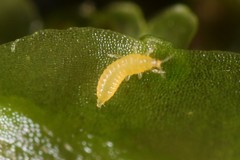 Thripoidea