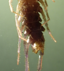 Zygethobius dolichopus