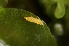 Thripoidea
