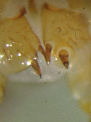 Zygethobius dolichopus