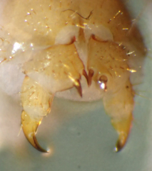 Zygethobius dolichopus