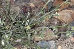 Pectocarya penicillata