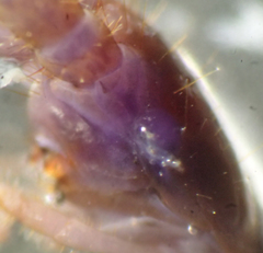 Zygethobius dolichopus