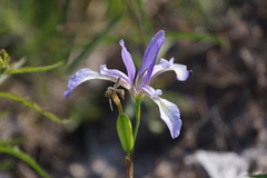 Iris prismatica