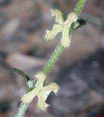 Pectocarya penicillata
