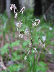 Anthoxanthum australe