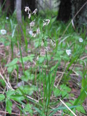 Anthoxanthum australe