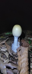 Amanita imazekii