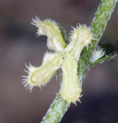 Pectocarya penicillata